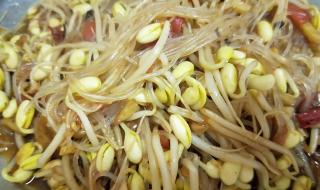 黄豆变成豆芽的七天过程 黄豆芽生长过程